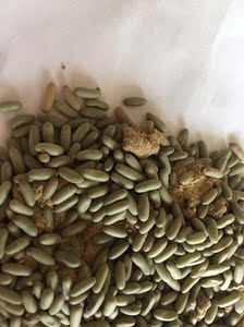 蝈蝈卵籽包邮
