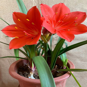 紫根兰花开花球石蒜科乔治百合室内外阳台庭院盆栽绿植花卉包对版