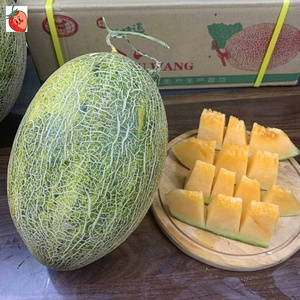 乐鲜果园北纬23度哈密瓜1个大果超甜蜜瓜甜瓜西州蜜新鲜水果中通