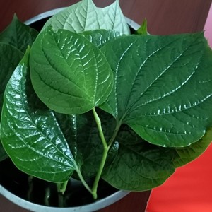 野生蛤蒌叶现摘现发新鲜假蒌叶蛤蝼叶山蒌炒田螺包粽子急捞叶野菜