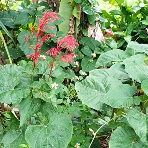 新鲜赪桐 贞桐状元红大丹百日红朱桐红荷包花红花倒血莲整棵发货