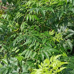 新鲜苦楝树叶苦练树叶苦楝树皮外用熬水现采