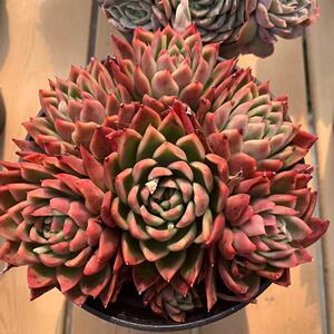 一物一拍红玉多肉植物胭脂小姐东冬云杂交红女巫女神精品绿植盆栽