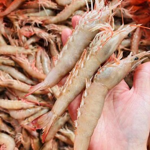 海捕天然沙卢虾 麻虾 沙虾 花虎虾 虎虾 沙鲁虾滑皮虾 天然海虾