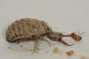 野生沙牛活虫金沙牛沙婆婆蚁狮地牯牛倒退虫牛蚁药引昆虫另类宠物