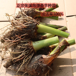 正宗广东韶关荔乐昌大炮弹水芋头种子植苗槟榔香芋现挖新鲜浦易活