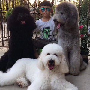 大型犬幼犬巨型泰迪