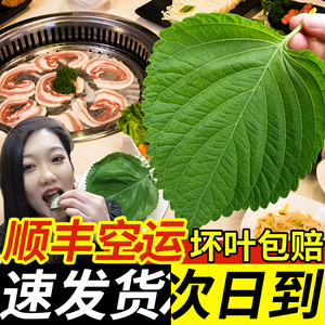 紫苏叶新鲜烤肉鲜叶子蘸酱菜东北苏子叶食用大叶绿苏子叶蔬菜现摘