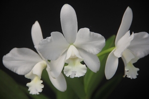 white bridal yuki 优姬 浓香 中型白花卡特兰