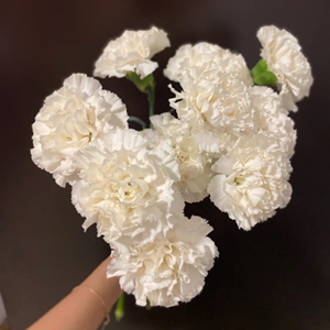 雪白色康乃馨18支雪影,全店鲜花任意两束顺风航空包邮鲜切花