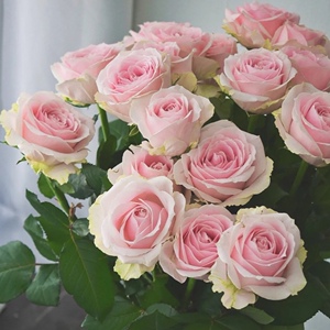 a级基地玫瑰粉色雪山玫瑰,全店鲜花任意两束顺风航空包邮鲜切花