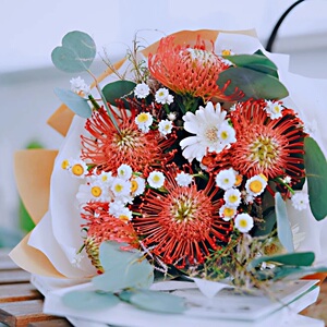 南非进口鲜花针垫花1枝鲜切花全店购买任意2束顺丰包邮顺丰航空