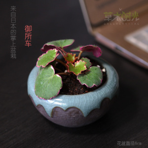 虎耳草御所车姬虎耳七变化极雪下微型盆栽绿植迷你植物办公室客厅