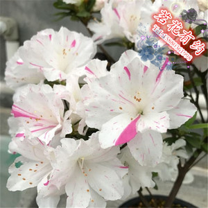 鸳鸯锦杜鹃花 盆栽稀有东鹃鸳鸯锦 庭院窗台绿植花卉 耐寒抗旱