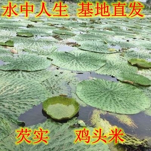 高产芡实种子芡实种籽鸡头米鸡头果种子苏芡实鸡头莲梗杂交大颗粒