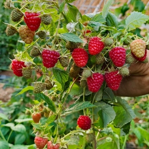 停发 枫糖 北甜 波尔卡商用采摘品种 组培小钵红树莓 黄树莓 带盆