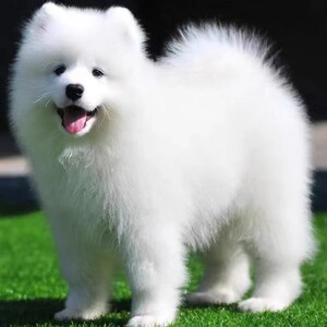 沈阳萨摩耶幼犬纯种熊版白色微笑天使大白熊中型宠物狗活体