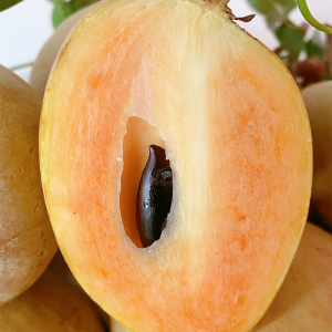 圆果特甜人心果树上熟新鲜人心果大果人参果养生果孕妇水果包邮