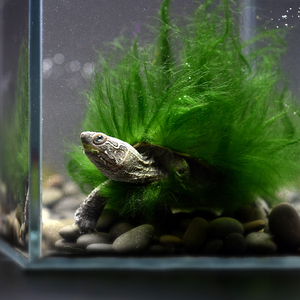 天下龟族绿毛龟活物中华草龟活体大巴西龟观赏龟宠物龟网红小乌龟