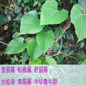 新鲜野生宽筋藤中华青牛胆松根藤大接筋藤舒筋藤中药材草药包邮
