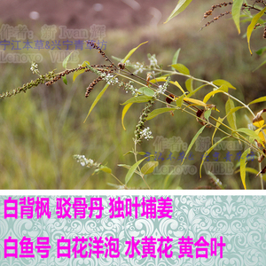 独叶埔姜
