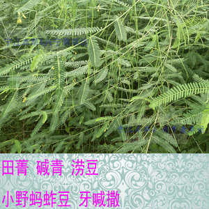 新鲜田菁叶野生小野蚂蚱豆牙喊撒碱青涝豆向天蜈蚣中药材草药包邮