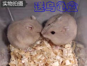 情侣爬宠猴子宝宝干线小活体一对小奶茶包活包a情侣买1送4成语骑羊仓鼠图片