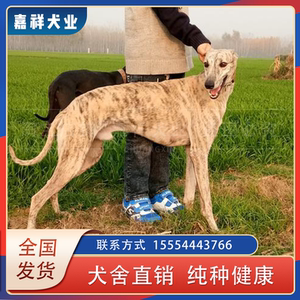 抓兔子狗猎兔犬