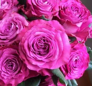 中华月季园 珍贵时刻 切花荷兰直立月季多季节开花耐晒阳台盆栽