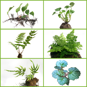 【小叶恋石草】小叶恋石草品牌,价格 - 阿里巴巴