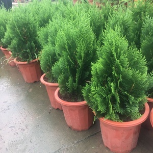 香柏松树绿植扁松柏小苗庭院阳台盆栽易养好活耐寒耐干旱全国适种