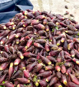 云南新鲜现摘阳荷野菜洋荷姜和洋藿阳何茗荷蔬菜贵州洋火胡姜洋河