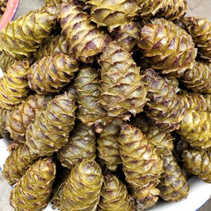 真空包装东北大兴安岭松塔盐水煮熟 生松树塔 包邮偃松塔小塔