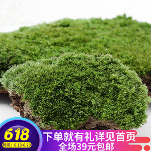 鲜活苔藓植物 苔藓微景观生态玻璃瓶创意diy青苔新鲜短绒小白发藓