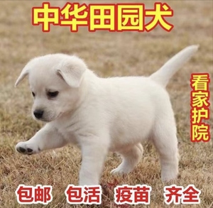 中华田园犬幼犬家养土狗大黄狗纯白狗小黑狗宠物活体拉布拉多混血