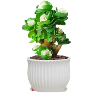 多肉植物办公室内花卉桌摆设盆栽开花金钱玉锦老庄带花盆种好寓意