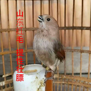 山东红毛 黄豆鸟营养料 黄腾鸟 斗鸟鸟食饲料 提性好 营养料包邮