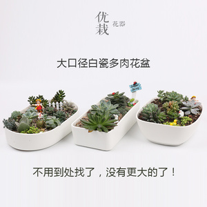 白色简约陶瓷多肉植物大口径花盆长方形白瓷绿植花卉组合景观拼盘