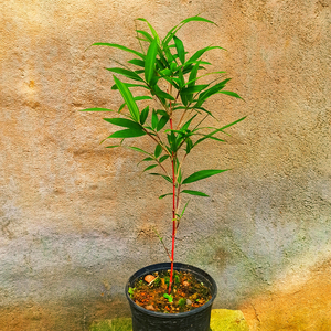 日本 红寒竹 朱竹 红竹 花叶绿植盆栽桌面竹子有竹鞭绿植观叶植物