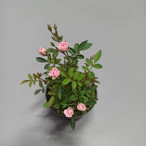 日本姬月季蔷薇须惠姬勤花带花苞盆栽绿植四季开花办公桌阳台书房