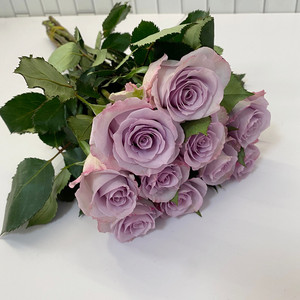 梦幻美 海洋之歌玫瑰 淡雅爽眼 家庭水瓶插花水养 北京鲜花直批