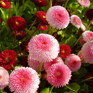 新疆包邮小雏菊种子满天星四季种易活开花室内外植物花种子波斯菊