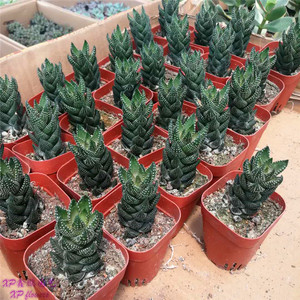 九龙宝塔 多肉花卉绿植盆栽植物 防辐射桌面小盆景 肉肉植物