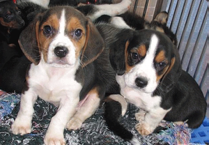 1出售纯种比格犬活体大耳朵巴吉度幼犬米格鲁犬猎兔犬宠物狗