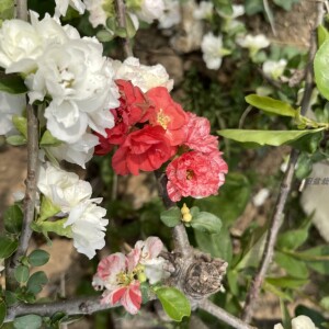 艺阳盆栽 日本海棠 花天女复色重瓣原生海棠