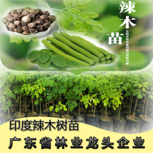 900人付款淘宝辣木树苗神奇食用辣木苗正宗印度辣木树