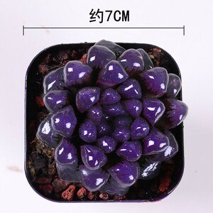 推荐多彩色玉露多肉盆栽组合四季好养冰灯玉露十二卷室内桌面植物