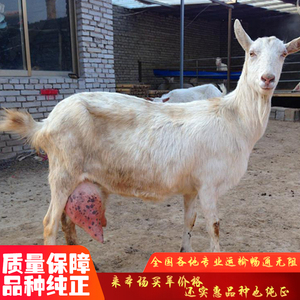 出售成年奶山羊纯种萨能奶山羊活体高产量活羊小羊羔母羊包邮