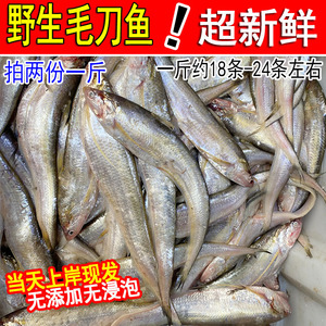 野生毛刀鱼冰鲜海刀鱼旗鱼刨花鱼鲜活凤尾鱼1斤约18-24条海鲜水产