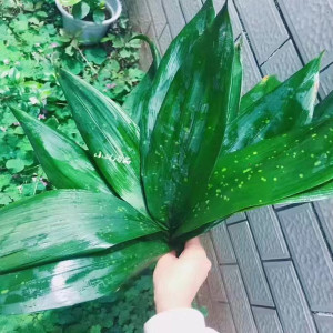 小林淘品粽子叶新鲜现采现发20张洗干净发货四川乐山特产犍为包邮